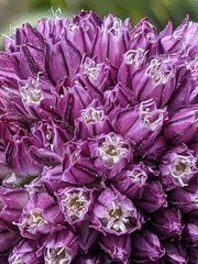 Allium rotundum jajlae