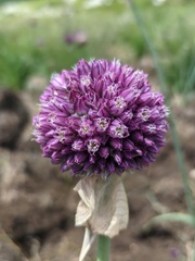 Allium rotundum jajlae