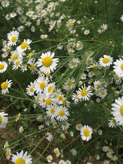 Tripleurospermum inodorum