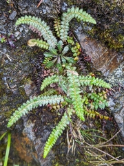 Polystichum glaciale