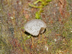 Pseudohydnum tasmanicum
