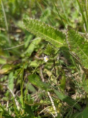 Euphrasia taurica