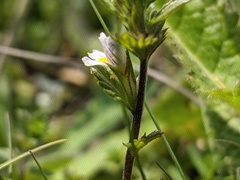 Euphrasia taurica