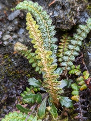 Polystichum glaciale