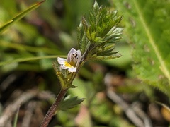 Euphrasia taurica