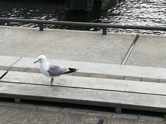 Larus canus