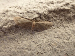 Eupithecia haworthiata