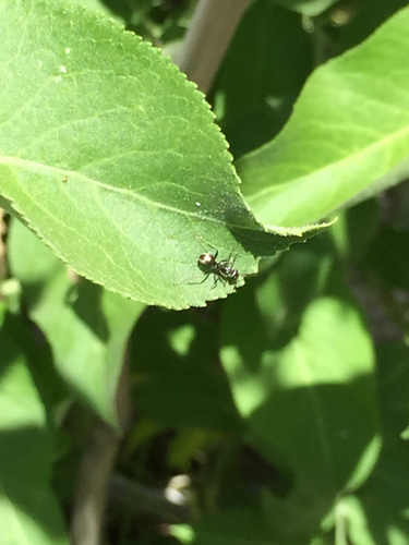 iNaturalist observation photo of fusca-group Field Ants and Allies