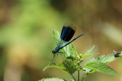 Calopteryx splendens