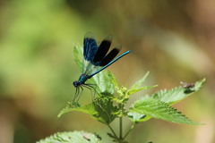 Calopteryx splendens