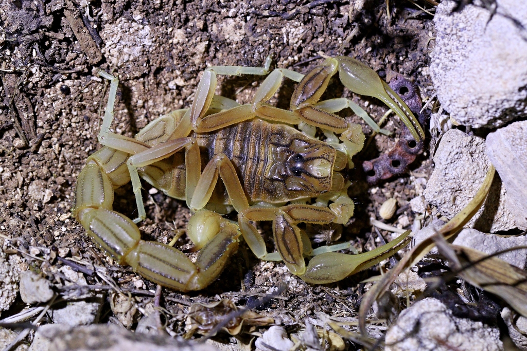 Buthus kunti