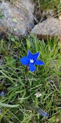 Gentiana verna