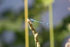 Coenagrion puella