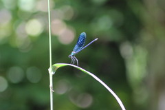Calopteryx splendens