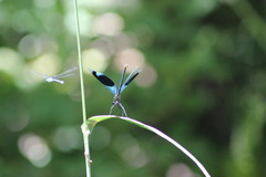 Calopteryx splendens