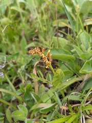Botrychium lunaria image