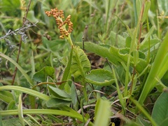 Botrychium lunaria image