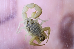 Aegaeobuthus cyprius