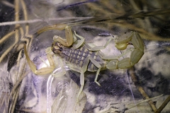 Aegaeobuthus cyprius