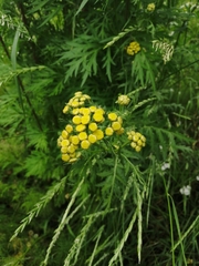 Tanacetum vulgare