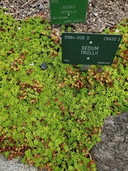 Sedum trollii