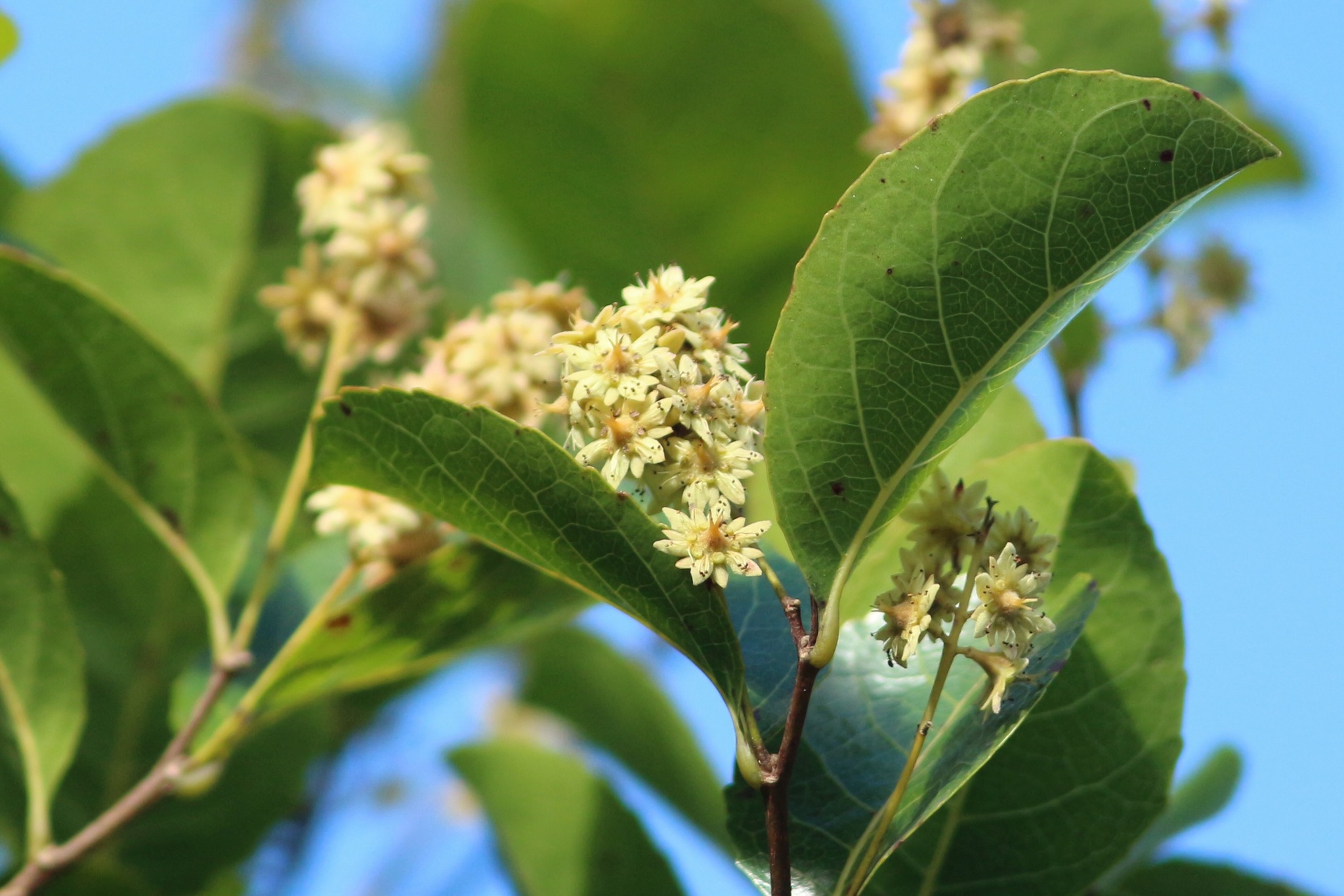 Homalium racemosum