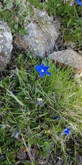 Gentiana verna
