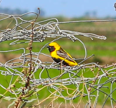Yellow-crowned Bishop, Vila Franca de Xira, Portugal, photo 8 of 10