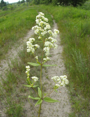 Galium rubioides