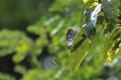 Archaeoprepona demophoon