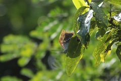 Archaeoprepona demophoon