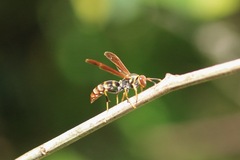 Polistes crinitus