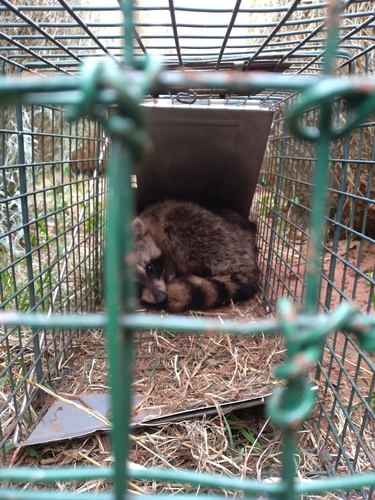 Common Raccoon photographed in Oklahoma