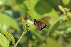 Ephyriades arcas