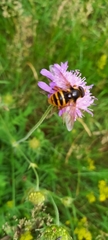 Sericomyia silentis