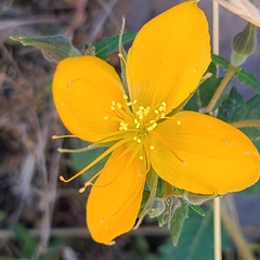 Mentzelia scabra chilensis