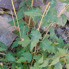 Mentzelia scabra chilensis