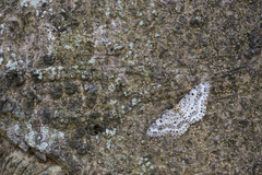 Percnia suffusa
