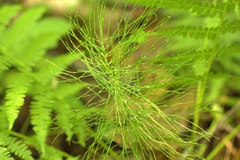 Equisetum pratense image