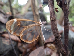 Greta morgane morgane