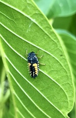 Harmonia axyridis