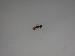 Tapinoma melanocephalum