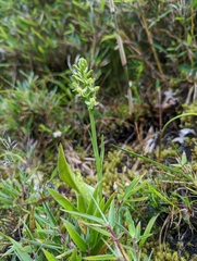 Platanthera longibracteata