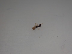 Tapinoma melanocephalum