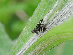 Herina frondescentiae