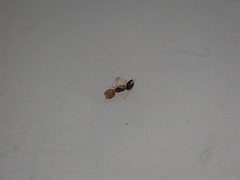 Tapinoma melanocephalum