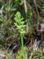 Platanthera longibracteata
