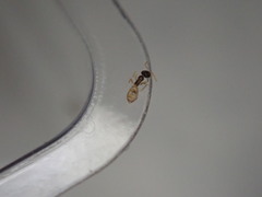 Tapinoma melanocephalum