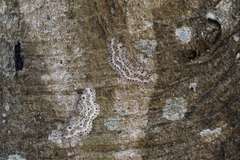 Percnia suffusa