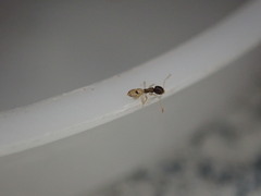 Tapinoma melanocephalum